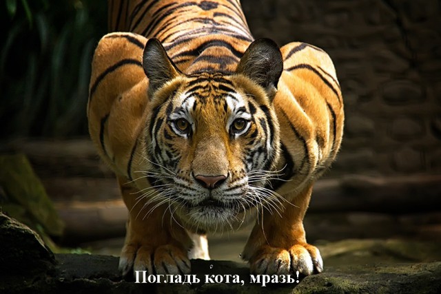 Убери руки, человек!
