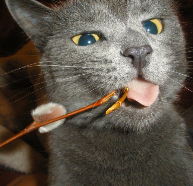 Начинаем котовторник!