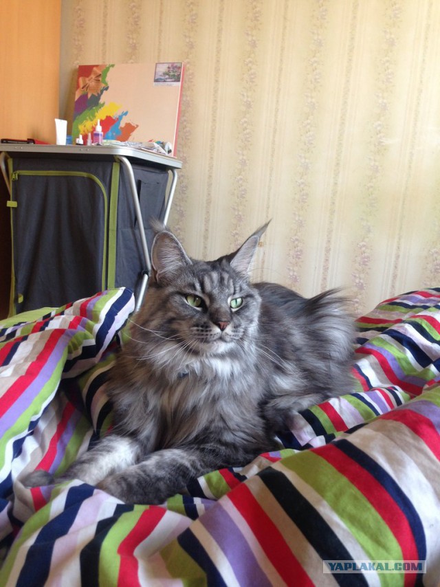 Котовторник 20.10.2015