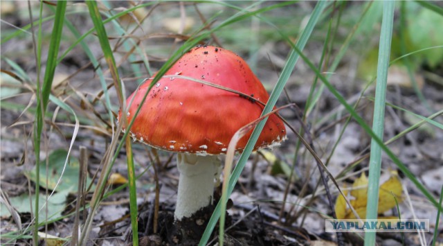 Макро. Фото просто для себя