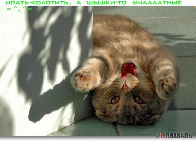 Коты, кошки, котята