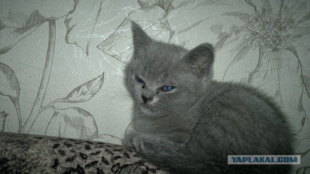 Котовторник 16.02.16