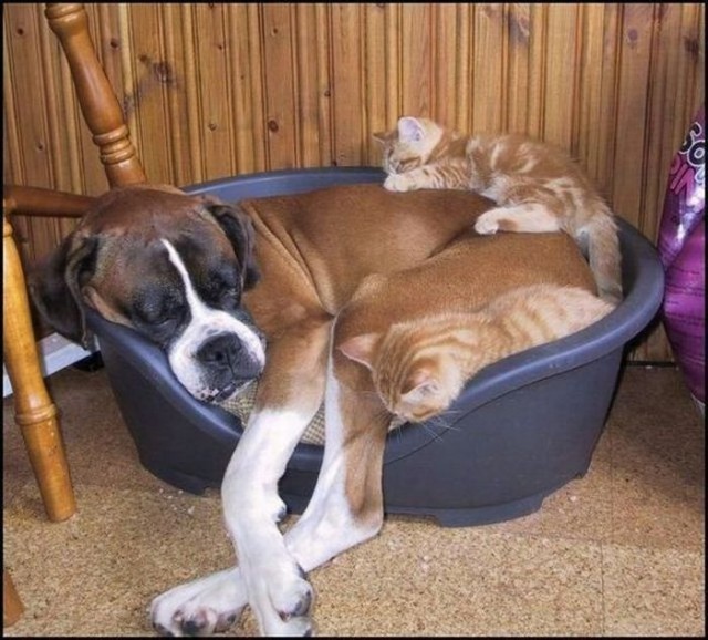Демы к котовторнику!