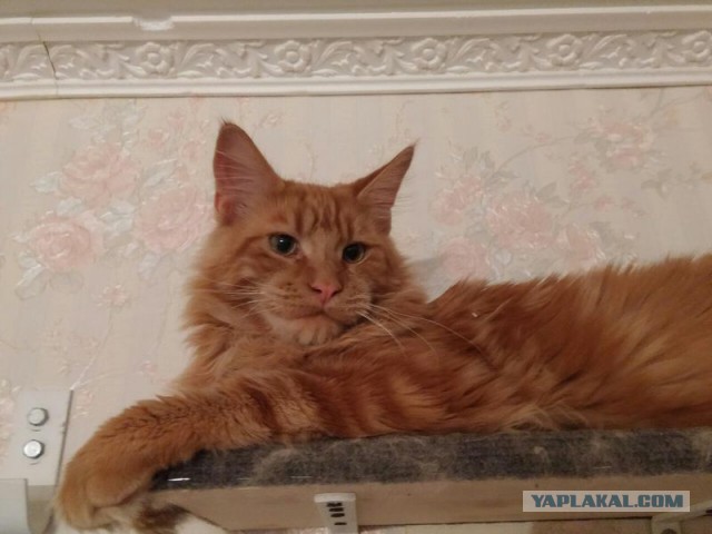 Котовторник 07.06.2016