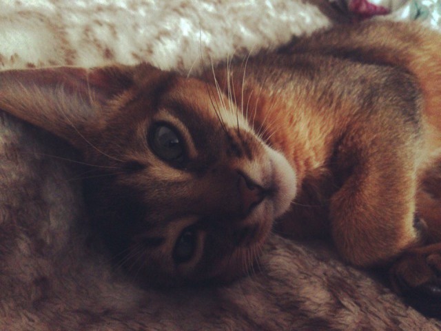 Котовторник 27.09.16