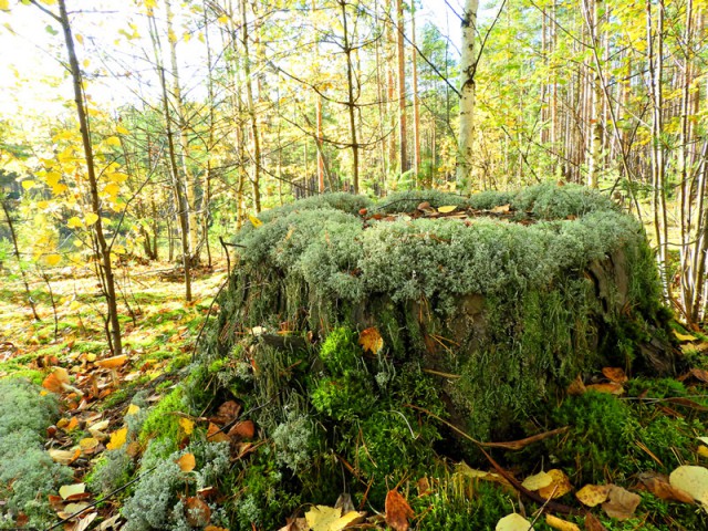 Прогулка по лесу с ножом, фотоаппаратом и ведром.