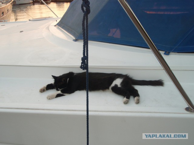 Морские котики