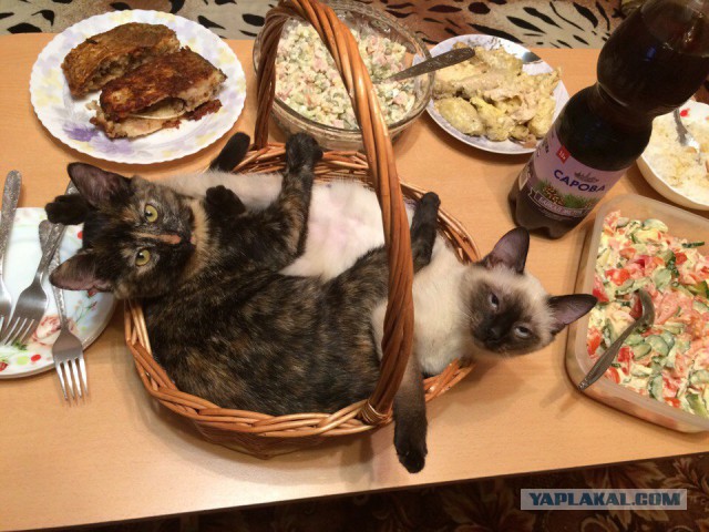 Котовторник 08.11.2016