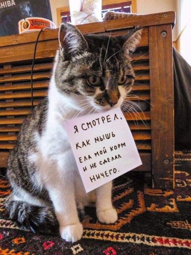 Коты из сети