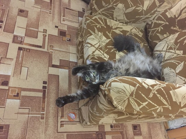 Котовторник 27.12.2016