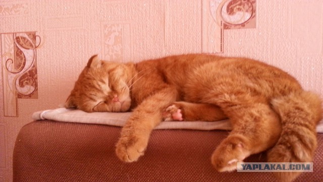 Котовторник  14.02.2017