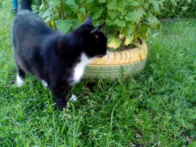 Котовторник 21.02.2017