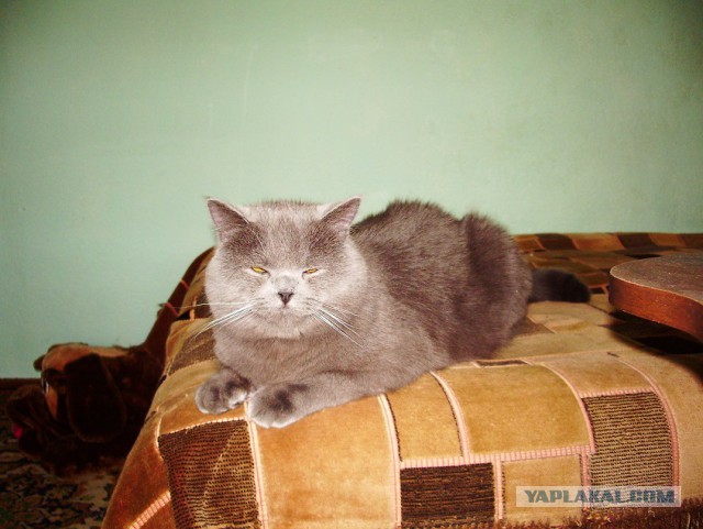 Котовторник 28.03.2017