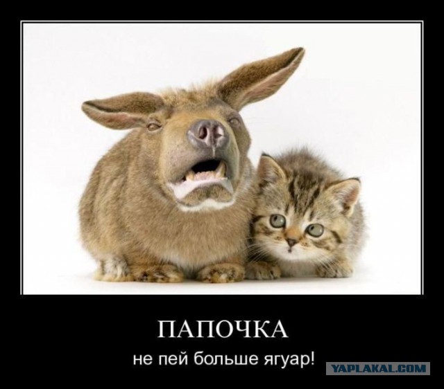 Сплотимся же все вокруг мусульманина в шапочке!