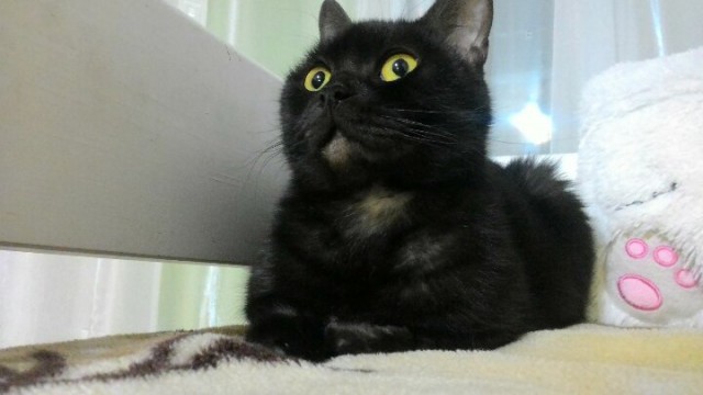 Коты и Кошки