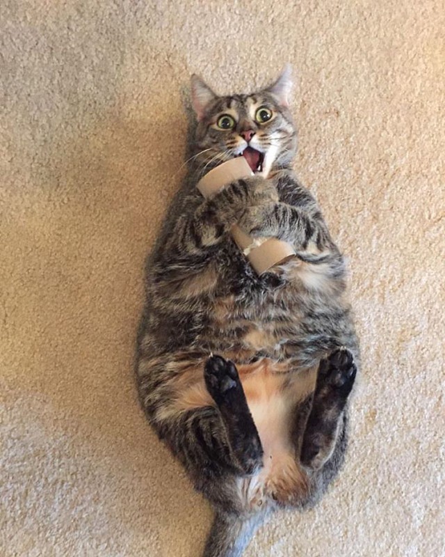 Коты и Кошки