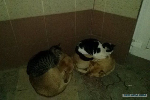 Животные, которые ничего не слышали о личном пространстве