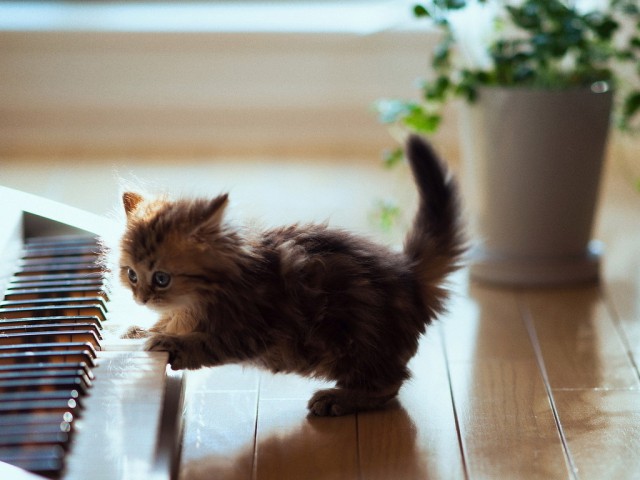 Коты и Кошки