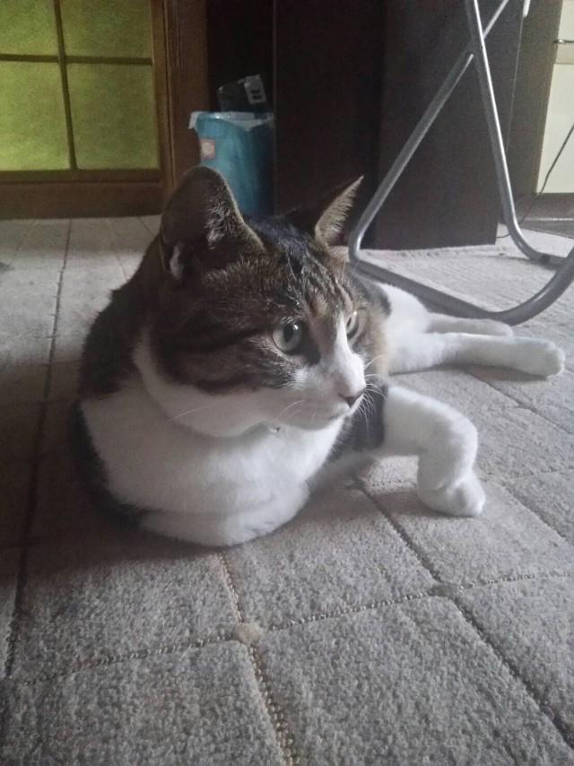 Коты и Кошки