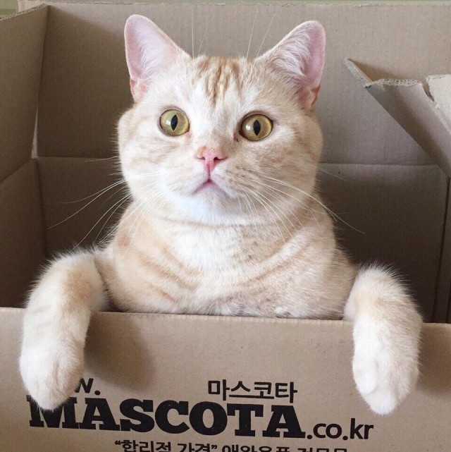 Коты и Кошки
