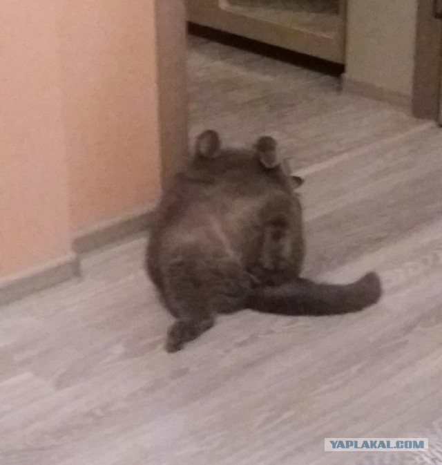 Котовторник  14.11.2017