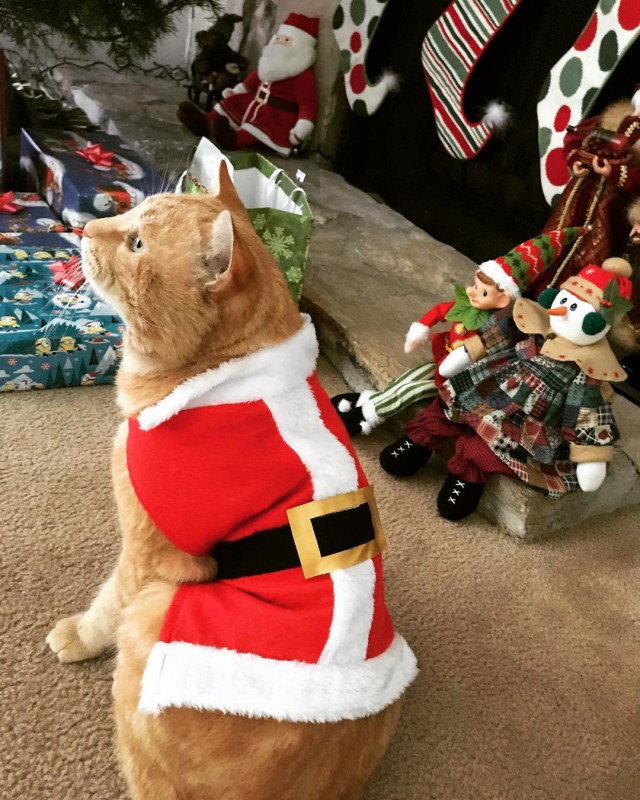 Котовторник!