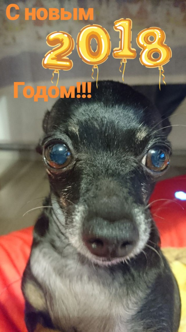 Ну, понеслась! Поздравления с Новым Годом по всей географии ЯПлакалъ!