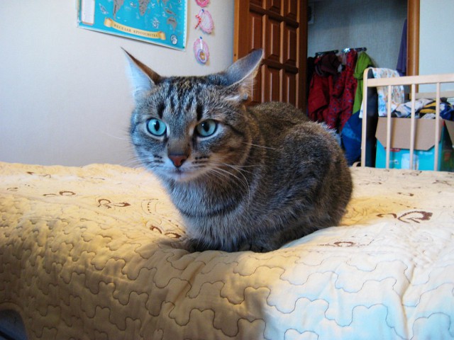 Котовторник 24.04.2018