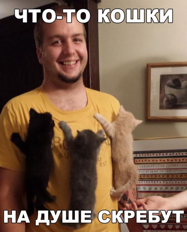 Кот без прикрас