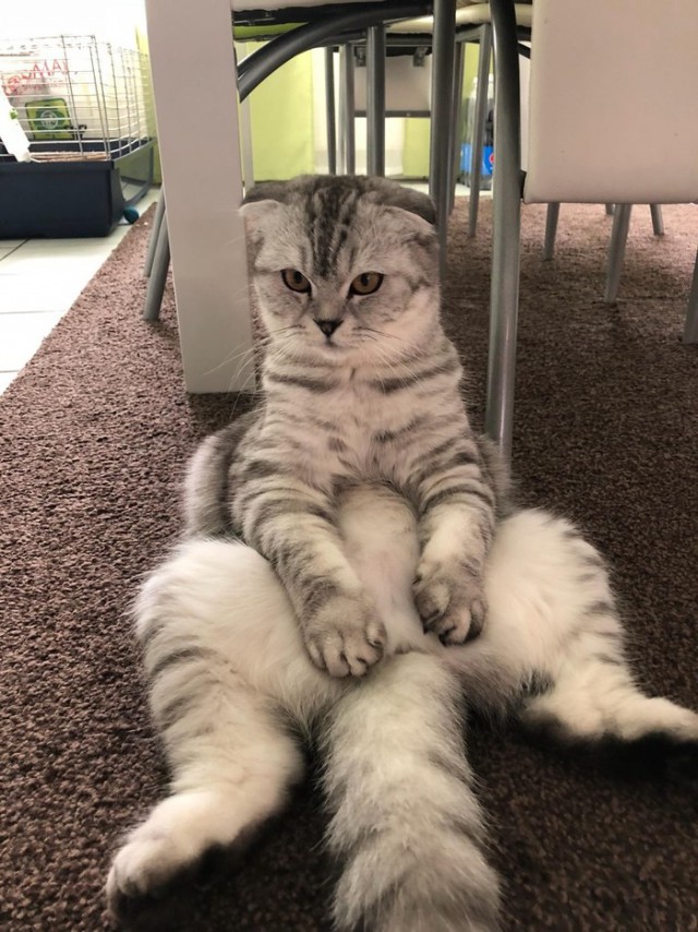 Прикольных котов пост