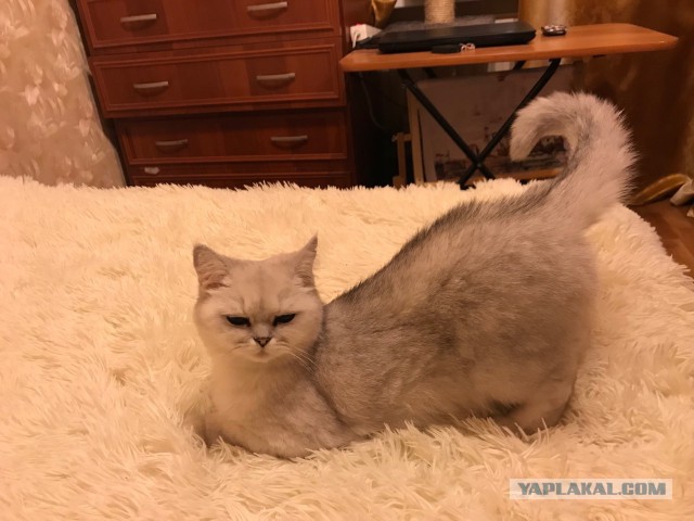 Котовторник 29.5.18