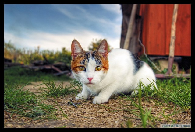 Котовторник (06.01)