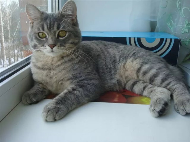 Жизнь домашнего приюта для котеек 232
