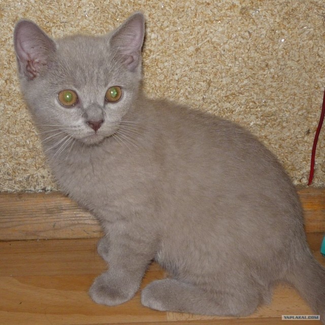 Котовторник на 22 июня