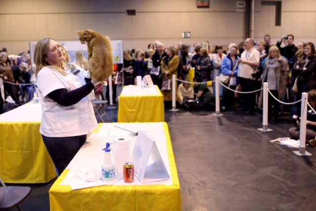 Крупнейшая выставка кошек в Англии