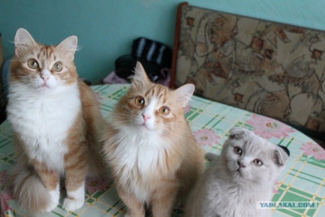 Котовторник - С праздником, котоводы!