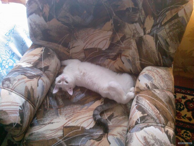 It's Catursday Fever! (Котовторник)