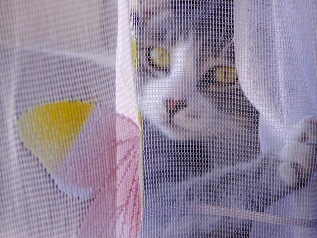Котовторник уже сегодня!