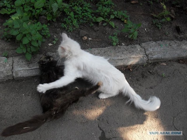 Десантный котовторник