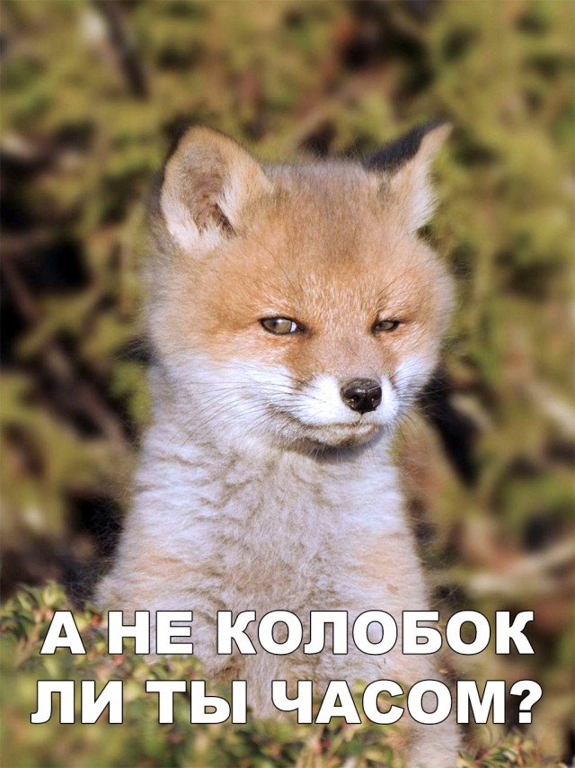 Милые животные. Мимиметр сломался