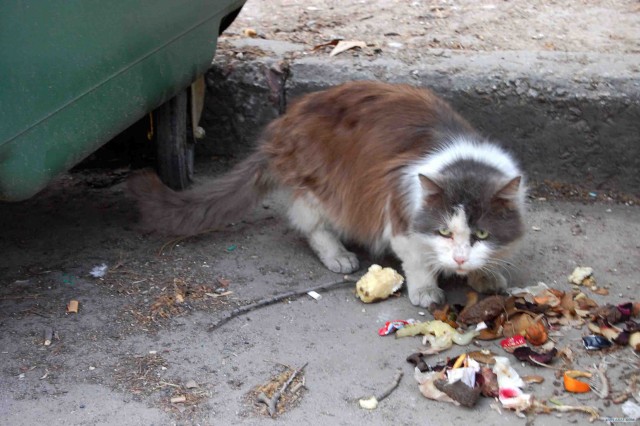 Котовторник! 11.10.11