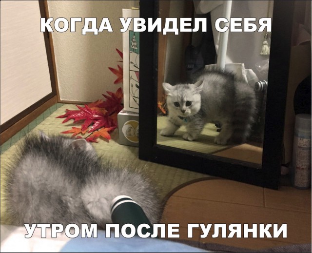 Нестандартный юмор