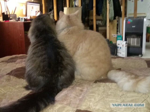 «Отдайте мне кошку, которая никому не нужна!» Девушка пришла в приют со странной просьбой