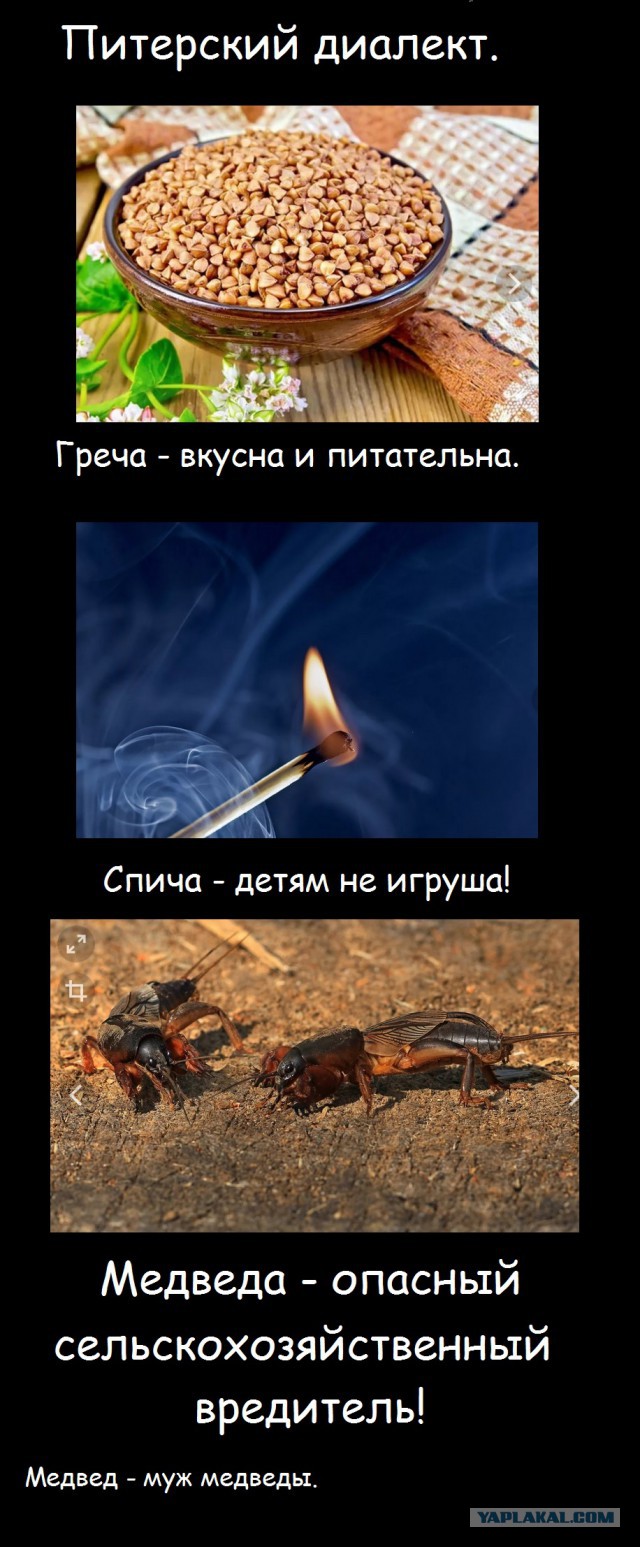 Не очень адекватный юмор