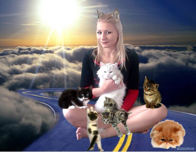Котовторник (21.02.2012)