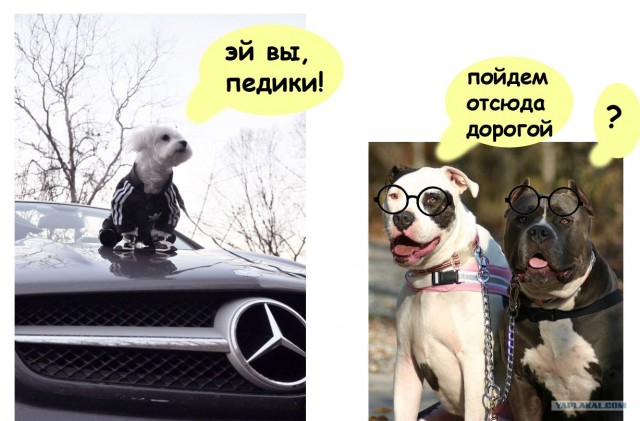 Четкий пацан в Адидасе