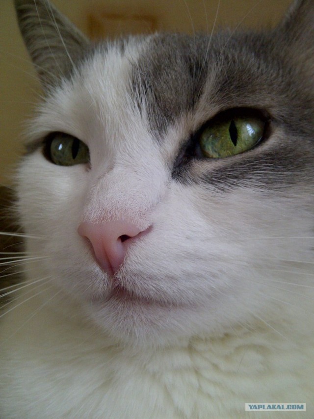 Котовторник 20.03.2012