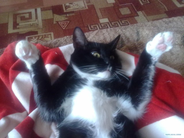Котовторник  от 3.04.2012