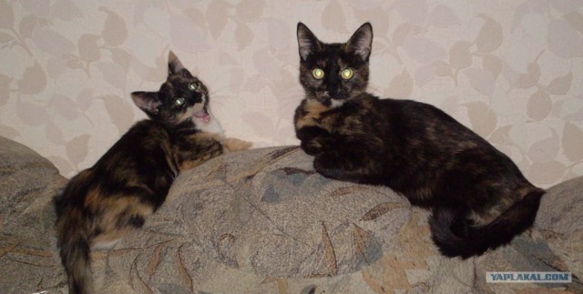 Котовторник  12. 06. 2012