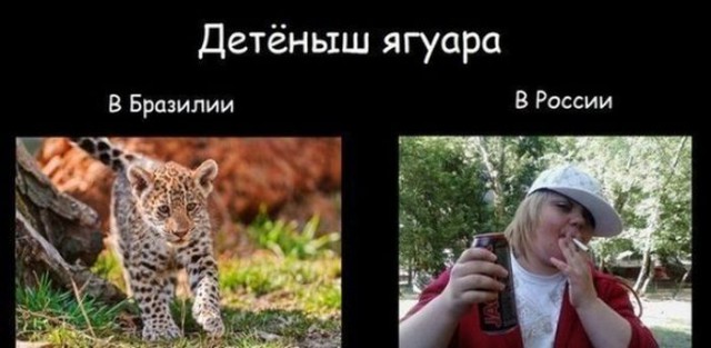 Анекдоты, соц-сети и картинки с надписями